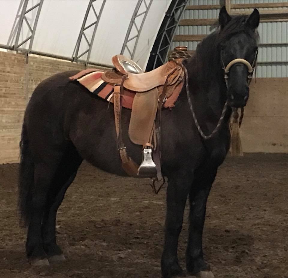 Two Rein Bridle Horse – Sold