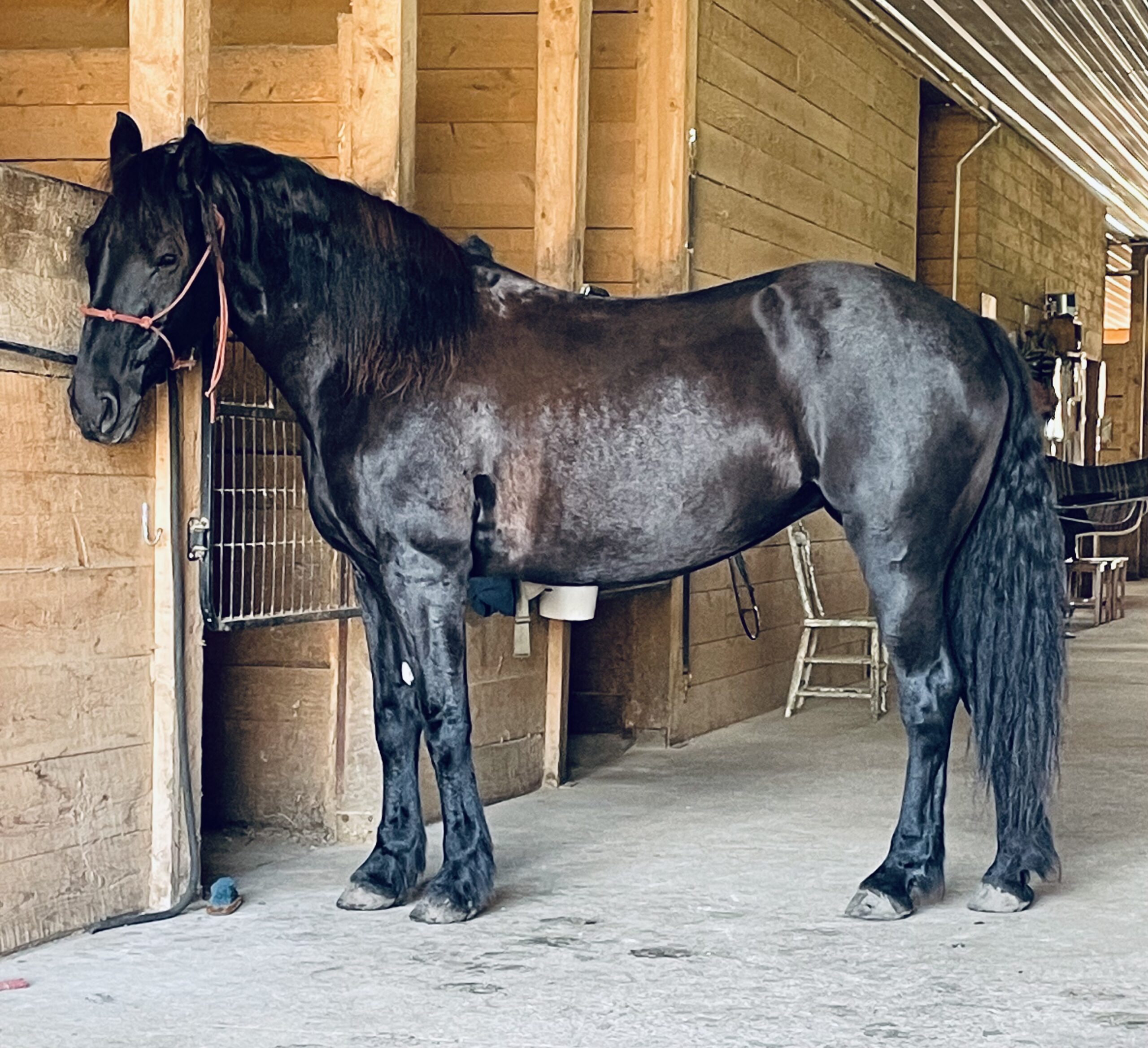 Goalless work with horses