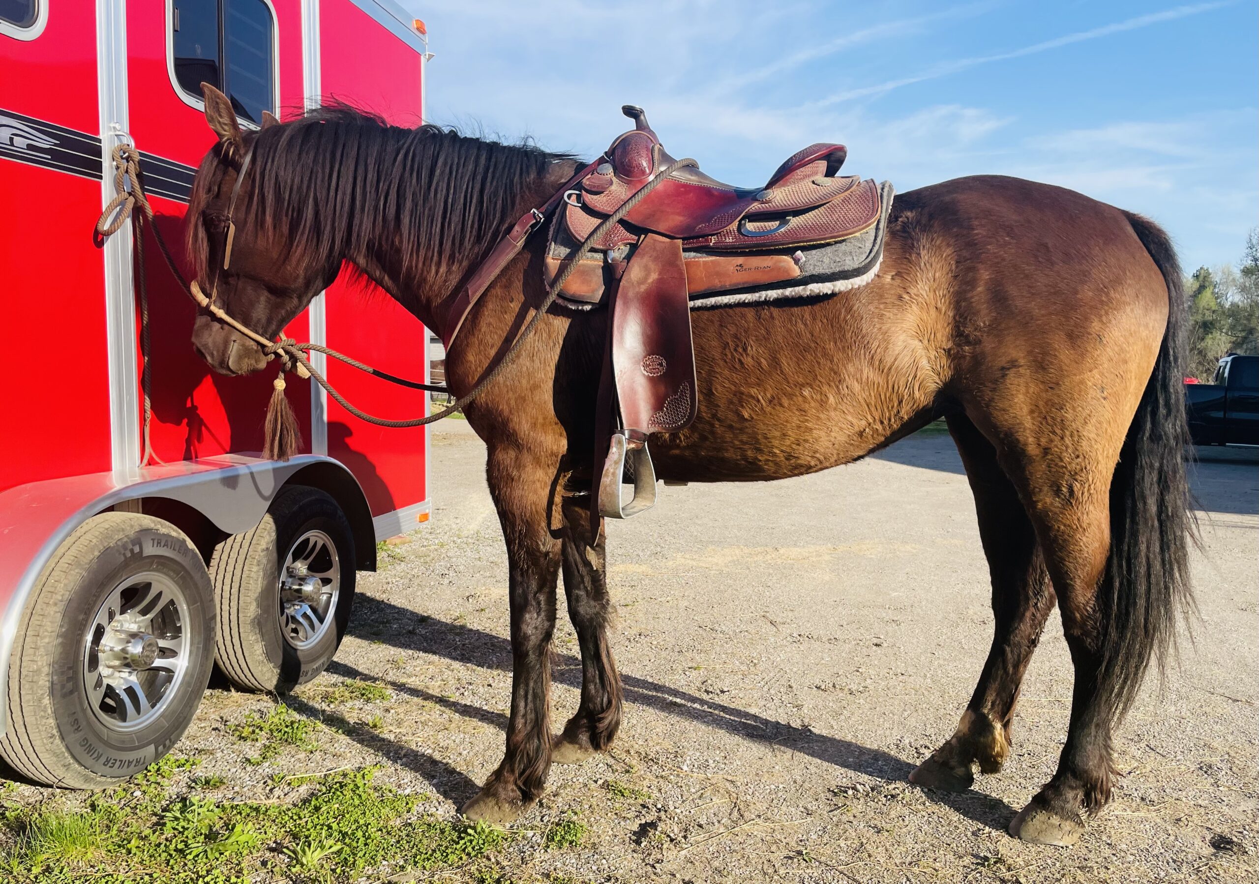 Psychology of the horse